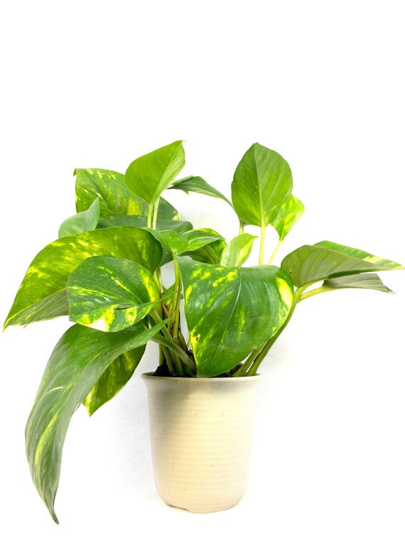 Golden Pothos Devil's Ivy Air Purifying Plant Easy