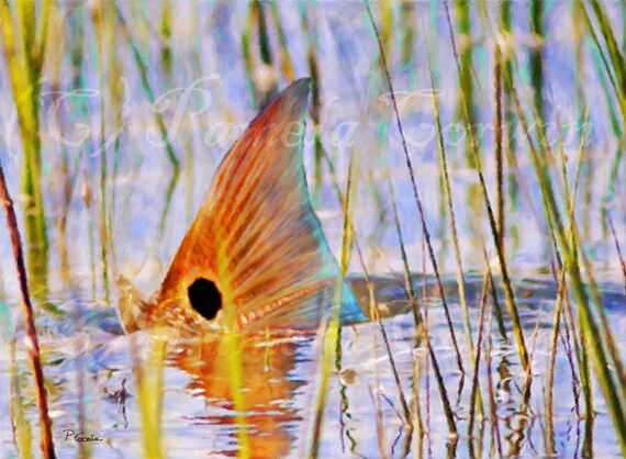 Download Redfish tailing on the flats print: redfish tailing art