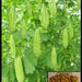 Bitter Melon ,Bitter Gourd seeds, Balsam Pear, Ku Gua, Foo Gwah,kho qua (15 seeds)