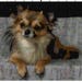 Cross stitch long hair chihuahua dog pdf pattern