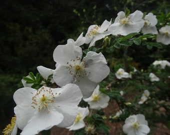 Rosa Sericea omeiensis f. pteracantha, bare root