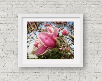 Spring Magnolia