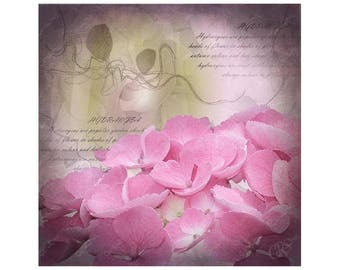 Pink Hydrangea Canvas