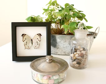 Real Framed Butterfly Displays Mother of Pearl