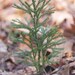 Live Tree Clubmoss (Princess Pine) Plants For Fairy Garden, Terrarium, Garden - Lycopodium Terrarium Tree