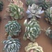 100 succulent cuttings to use in projects, or to plant in pots.
