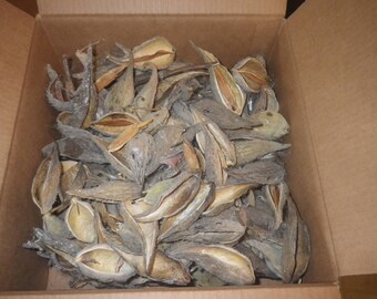 150+ Milkweed Pods Naturally dried Arts Crafts wreaths ornament Asclepias syriaca