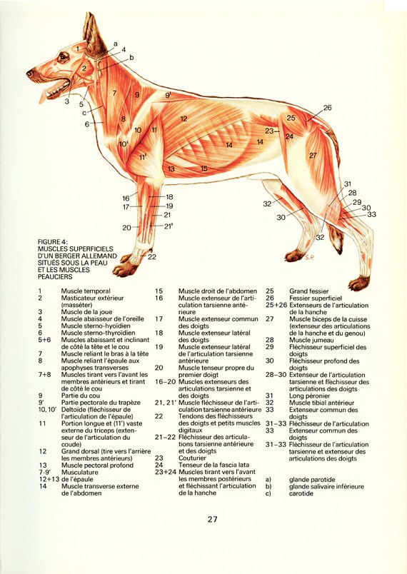 Dog Gift 1975 Anatomy poster Vintage Dog muscles poster Canine