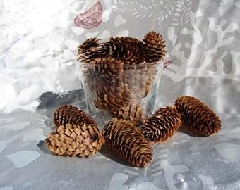 Pine cones collection of 12, from Big Bear Lake, CA. 1 1/2"-3 1/2" pinecones wedding decor cabin decor craft supplies Holiday decor mountain