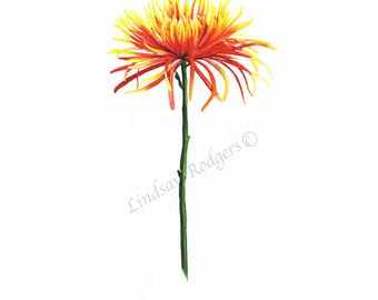 Chrysanthemum print, art print, flower print