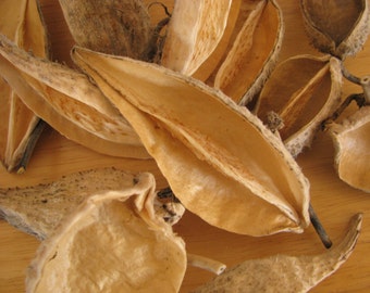 Milkweed Pods