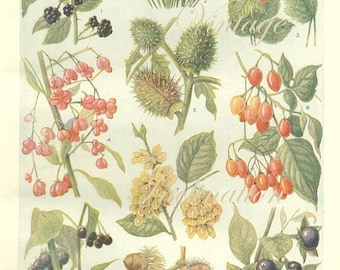 Vintage 1930s Botanical Print Antique BERRIES, plant print botanical print, bookplate art print, berries fruit plants plant wall print 3671