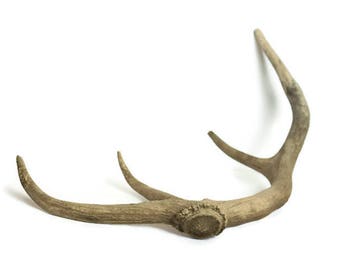 Elk Antler / Shed Antler / Natural Antler (#73)