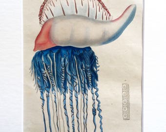 Antique French 1833 JELLYFISH Hand-Coloured Engraving Portugese Man of War SEALIFE Guerin 180yrs old