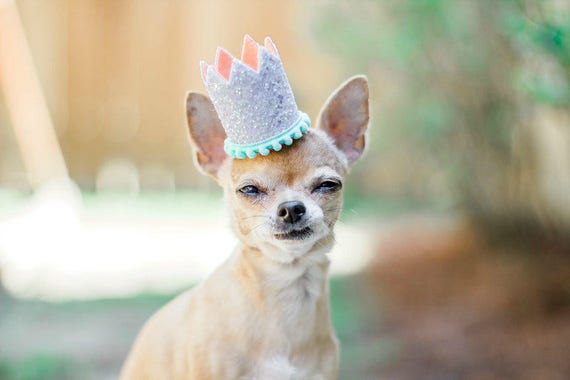 Dog Glitter Crown || Animal Birthday Hat || Dog Party Hat || Dog Crown || Dog Birthday Crown || Pet Party Hat