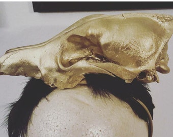 Skull, Taxidermy, Skull headband, Coyote, Coyote skull, Skulls, Ready to ship, msformaldehyde, Halloween, Horror, Horror headband