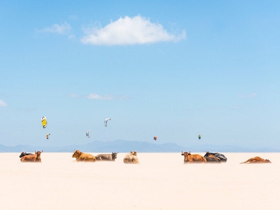 Cow Prints. "Cows and Kites", Photographic Print, Cow Photography, Wildlife Print, Tarifa Beach, Fine Art Photography, Wall Decor