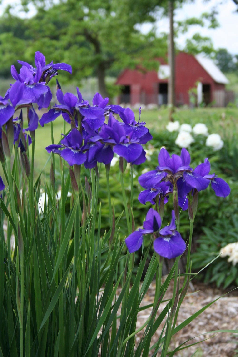 Siberian Iris Rhizomes Siberian Iris plants