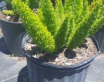 Foxtail Fern Live Plant
