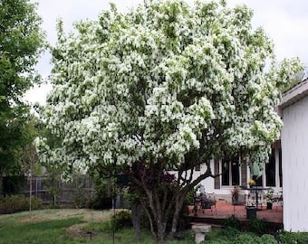 50 White Fringe Tree Seeds, Chionanthus virginicus