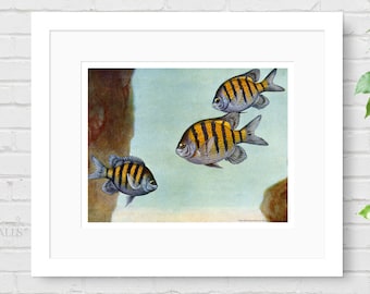 HASHIME MURAYAMA FISH Art - Tropical Fish Art, Mid-Century Art, Animal Art, Marine Life Print, Nautical Decor, Beach House Decor