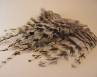 5 to 6 Inch Grizzly Rooster Saddle Hackle