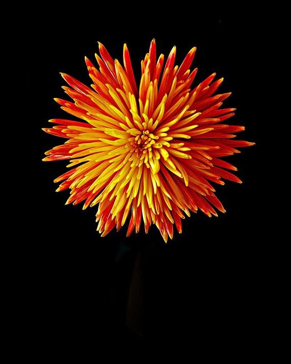 Red Orange Yellow Firework Chrysanthemum 5x7 Fine Art