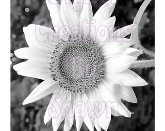 Heather's Sunflower