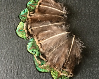Set of 6 green peacock feathers