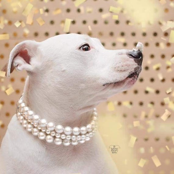 The Beebs in Ivory Pearl Dog CollarCat collar Buckle