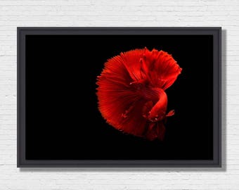 Ballet - Photo of Art framing floater fish
