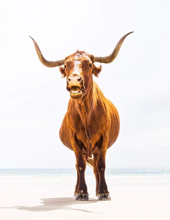 BEACH COWS 2. Animal Print, Cow Picture, Travel Photography, Photographic Print