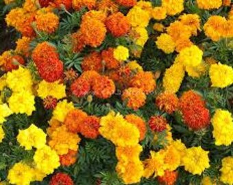All Natural Marigold Flower Seeds Mixed Colors Doubles Singles