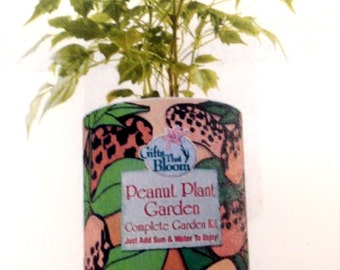Peanut Plant Garden Grocan
