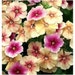 Cherry Caramel Phlox Flower Seeds / Annual 30+