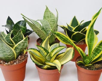 varieties of snake plantsçåçæå°çµæ