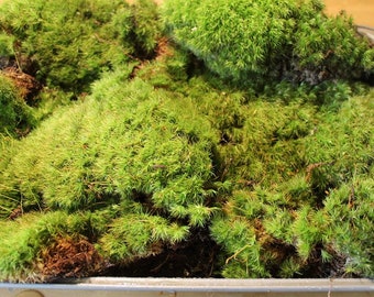 Live Moss, Terrarium Moss - Fresh from the Appalachian Mountains
