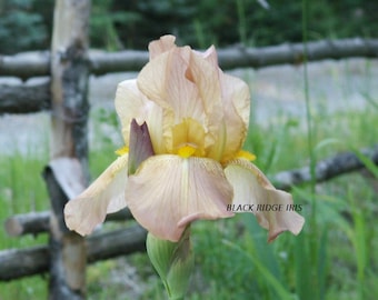 Tall Bearded Iris CASCADE SPLENDOR 1944 Historic pink