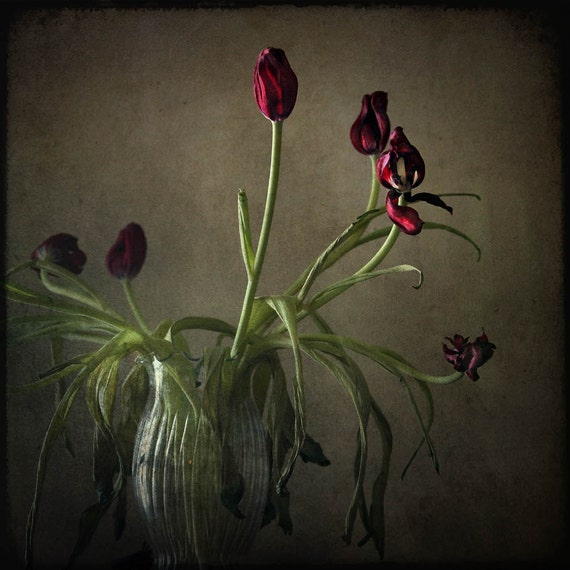 still life fine art photography nature red tulips oxblood