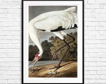 Whooping crane, whooping cranes, Hooping crane, Audubon crane, Audubon prints, Audubon posters, Audubon birds, whooping crane art, crane art