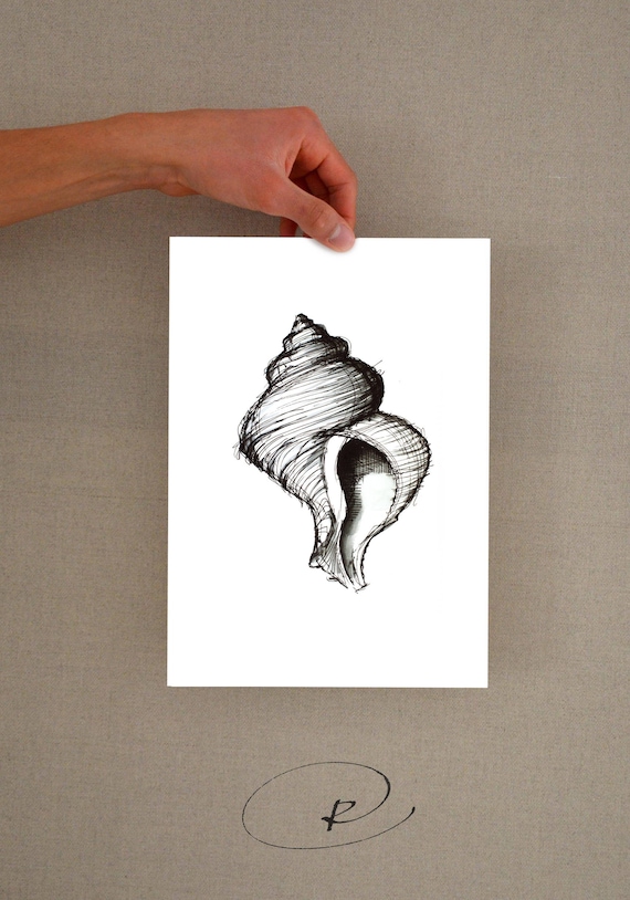 Shell IV Fine Art Print from my original drawing Home decor