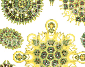 Green/Yellow Algae Illustrations- Glass Fusing Decal, Ceramic Decal, Enamel Decal