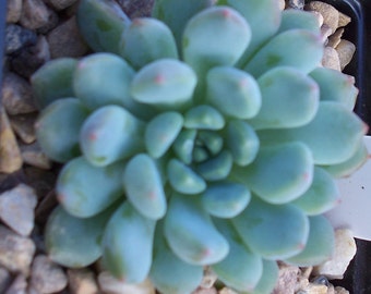 Echeveria Amoenai- echeveria succulent plant