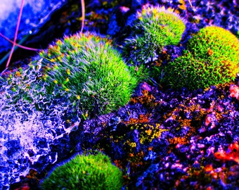 Moss Print Wall Art, Photography