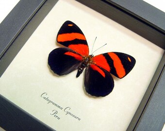 Real Blood Red Butterfly Conservation Quality Display 714