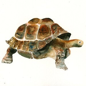 Tortoise watercolor | Etsy