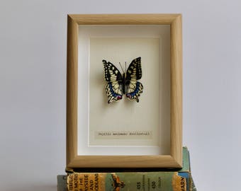 Hand embroidered Swallowtail butterfly.