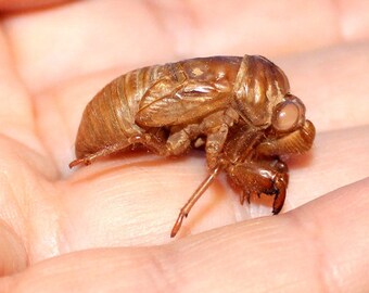 Cicada Shells, cicada shell, lot of 6 cicada shellscicada exoskeletons clean cicada skin shells,cleaned in alcohol creepy crawlers bug shell