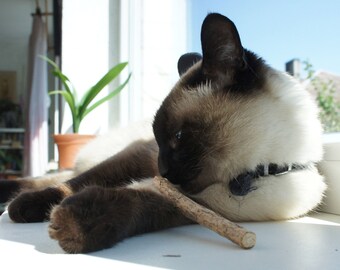 Silvervine/Matatabi sticks - natural and ecological cat and dog toothbrush. Catnip cat toy. Free shipping. 10 pieces.