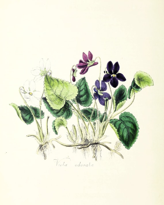 Vintage Violet Botanical Illustration Printables